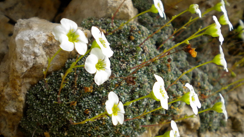 Saxifraga cfr. squarrosa